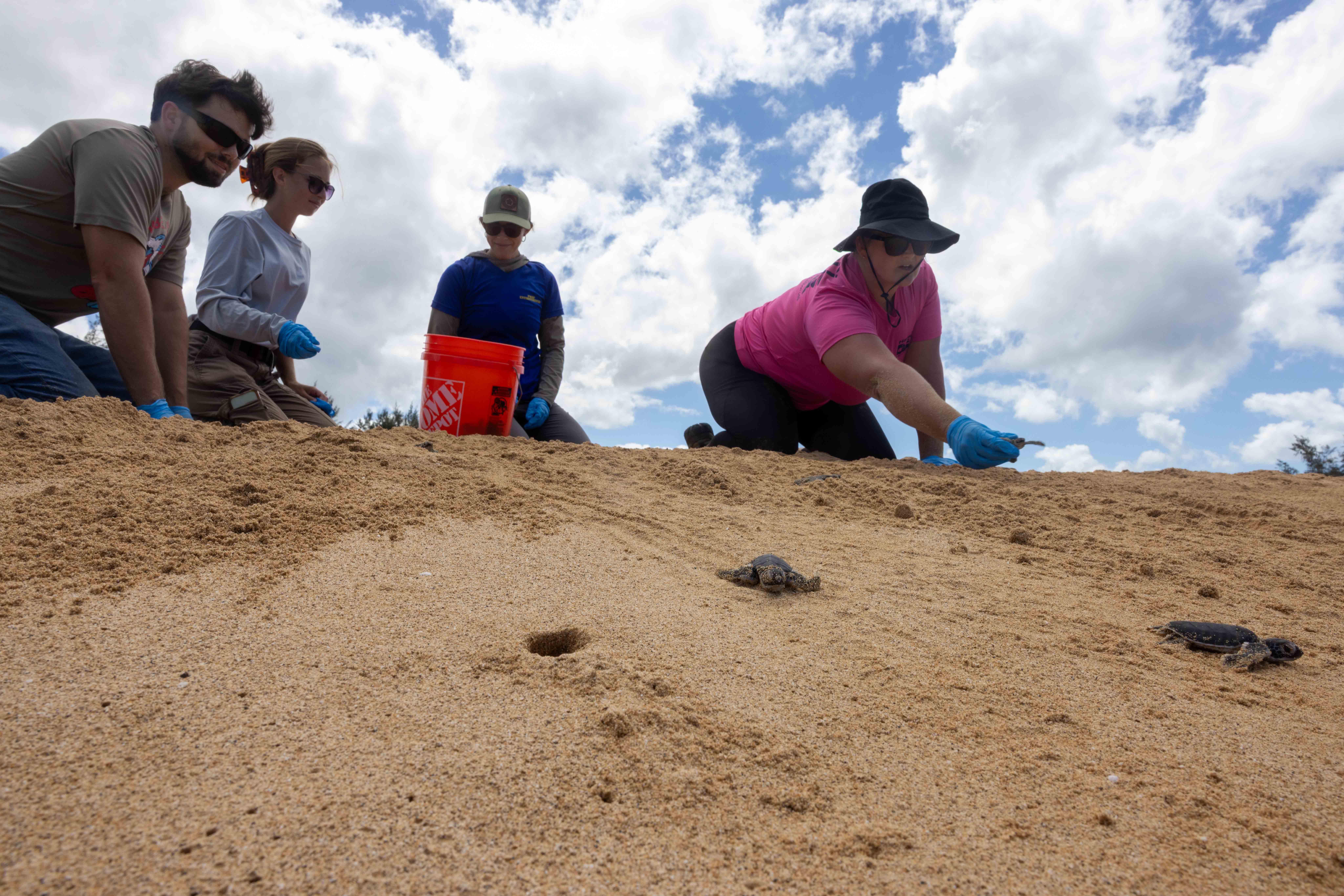 PMRF and state of Hawai‘i biologists assist sea turtle hatchlings